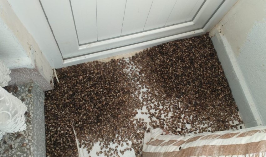 Panico a Ordu per la 'cimice marmorata'! Invadono le case in massa