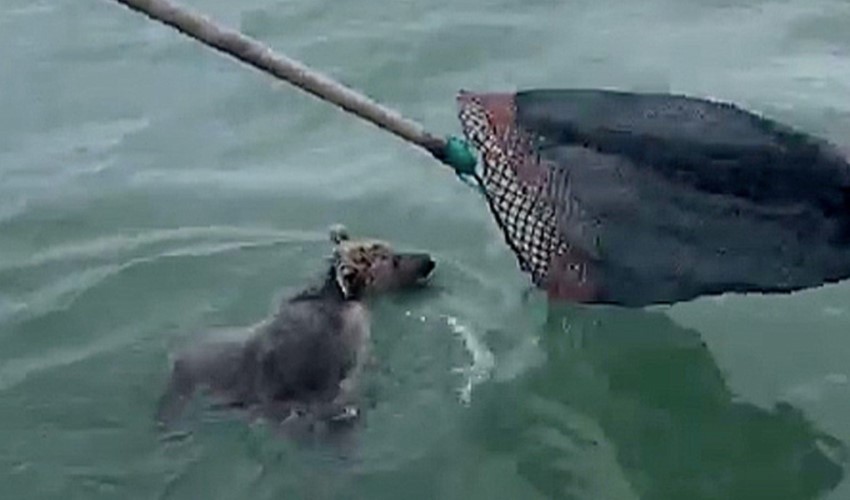 Giresun'da balıkçıların ağına 'yavru ayı' takıldı