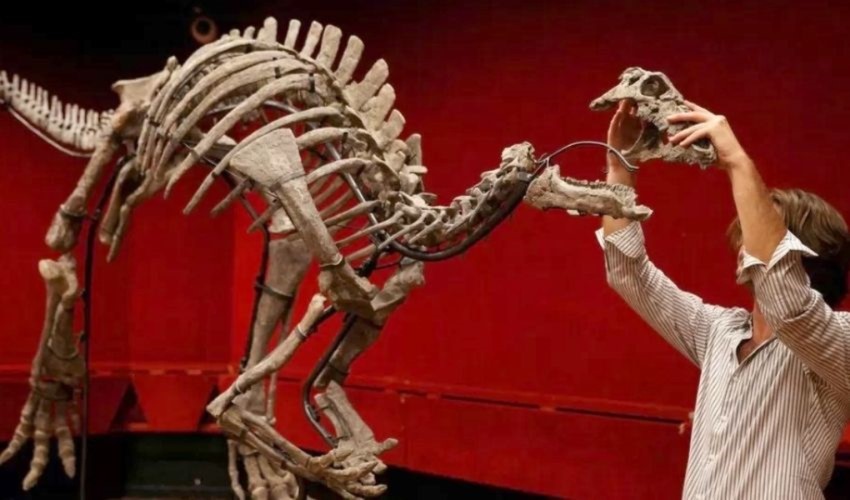 150 milyon yıllık dinozor iskeleti 986 bin dolara satıldı