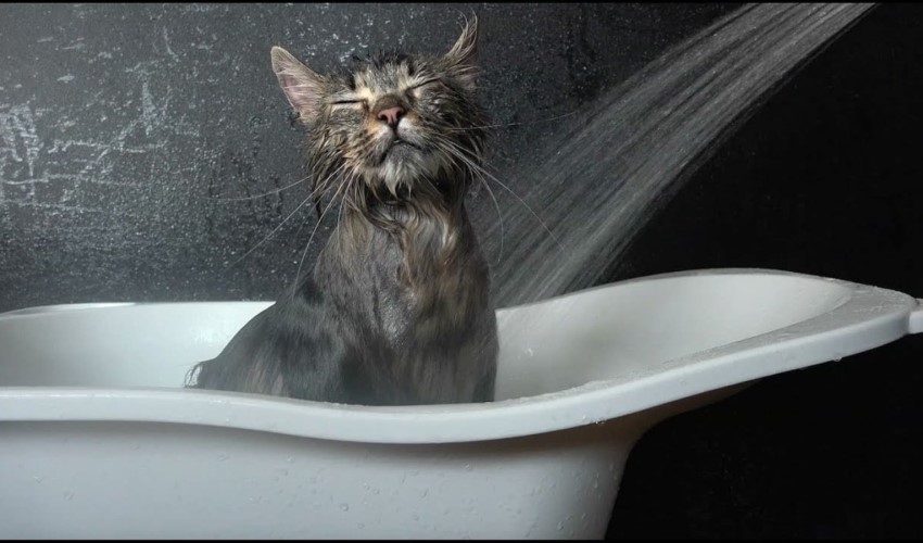 Kedileri yıkayanlar dikkat! Veterinerden kritik uyarı