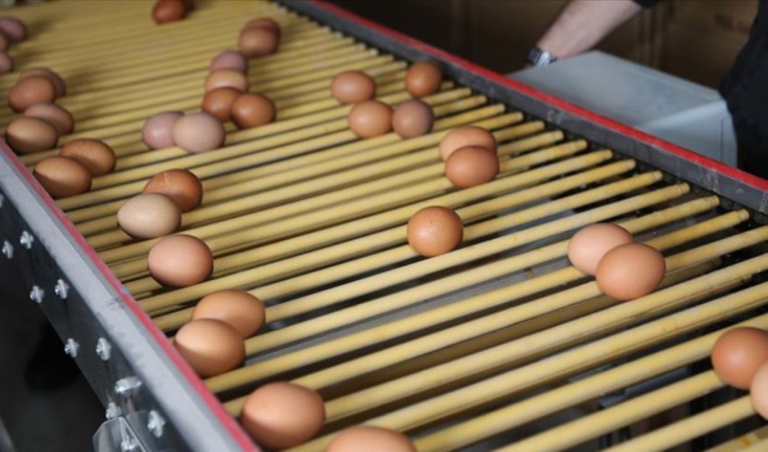 Rekabet Kurumundan, yumurta sektörüne 2 ayrı soruşturmada 98 milyon lira ceza