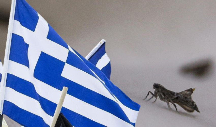 Fransa'dan sonra Yunanistan, tahtakurusu tehdidi altında