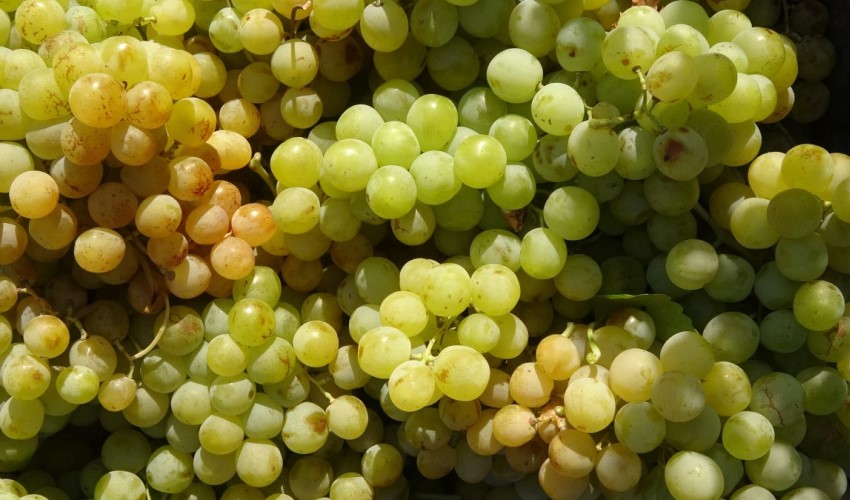 Produttore di uva di Hatay contro i supermercati: 