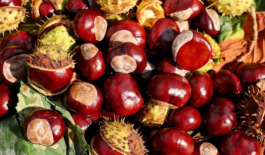 Ostacoli alla raccolta delle castagne per i cittadini! Chi non paga non potrà raccogliere castagne nei boschi