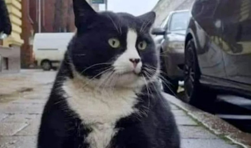 Turistlerin gözdesiydi: Obez kedi Gacek diyete başlatıldı