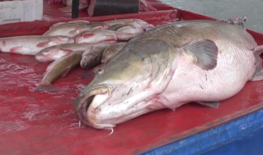 Erzincan'da şaşırtan olay: Oltayla 110 kiloluk turna balığı yakalandı
