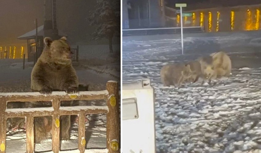 Kış uykusuna yatamayan ayılar yerleşim yerlerinde yiyecek ararken görüntülendi
