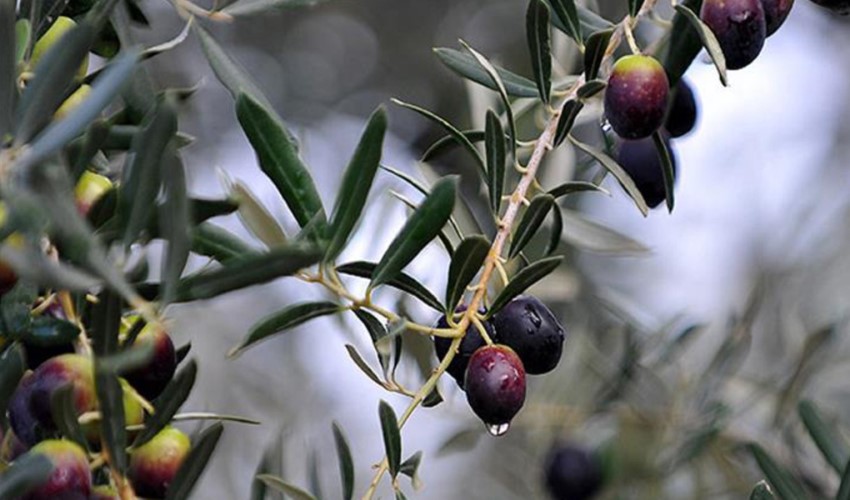 CHP'li Gürer Plan ve Bütçe Komisyonu'nda açıkladı: 'Zeytin ağacı olmayan ülkeden zeytinyağı ithal ediyoruz'