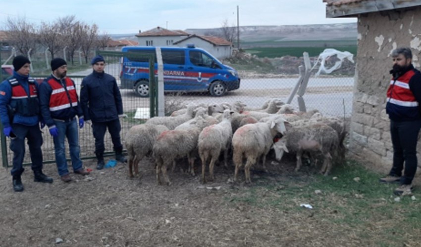 Hayvanları çalındı, kaçak hırsızın kimliğini öğrenince şoke oldu