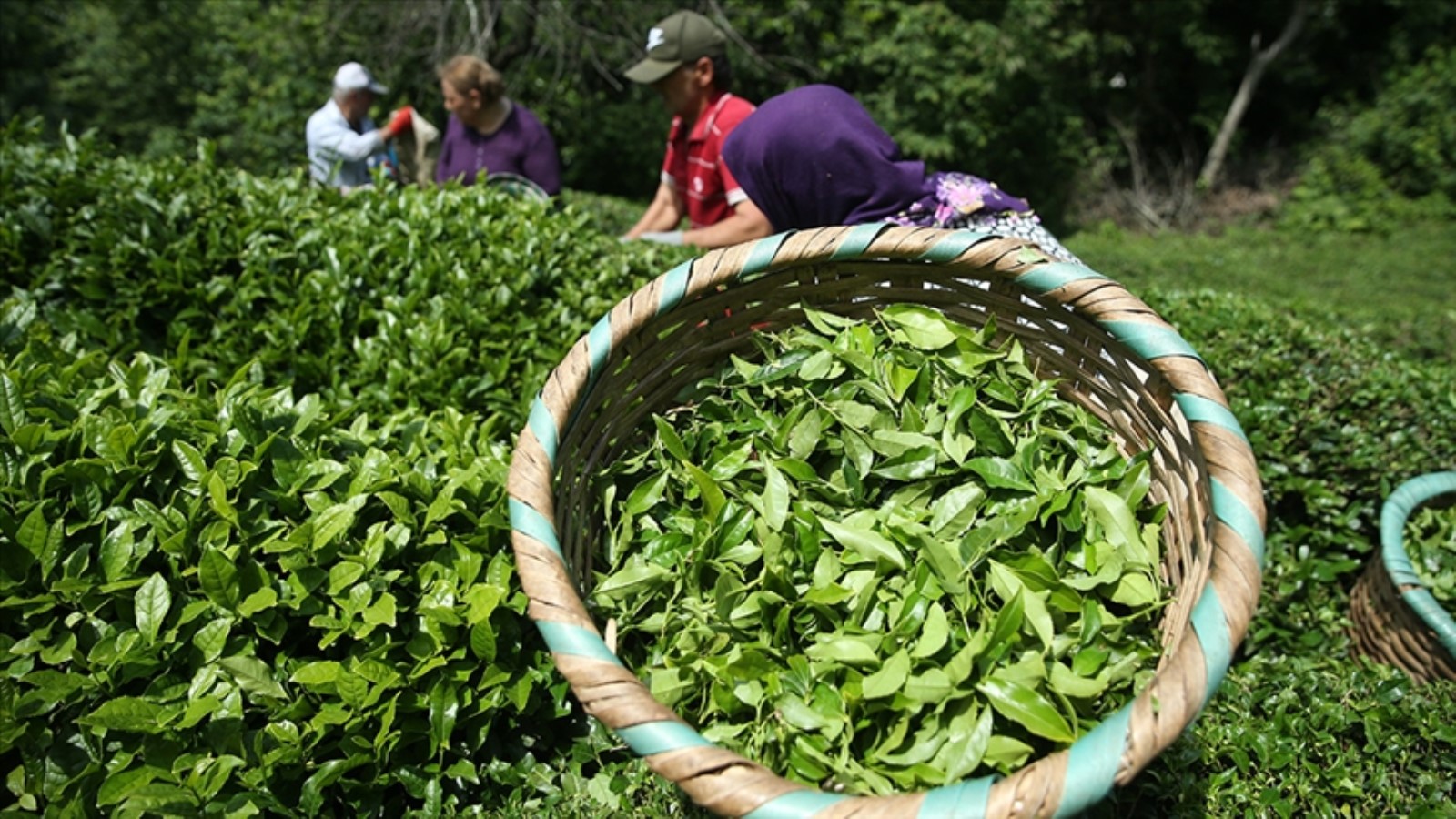 Rize'den 31 ülkeye çay satılıyor
