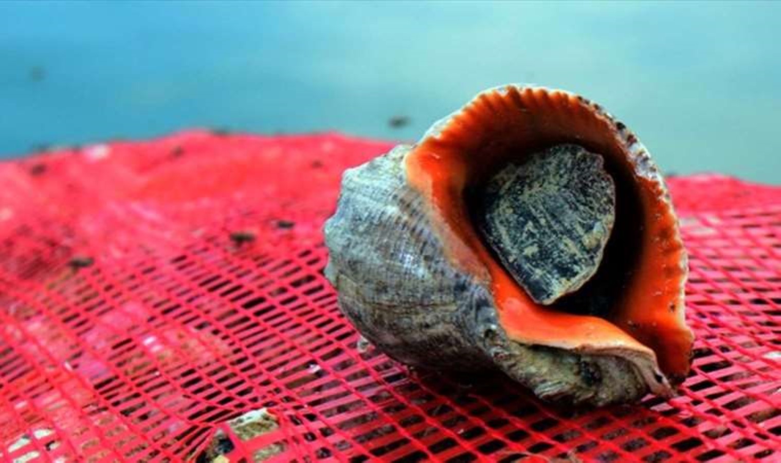 Le esportazioni turche di lumache di mare in 11 mesi hanno superato i 20,5 milioni di dollari