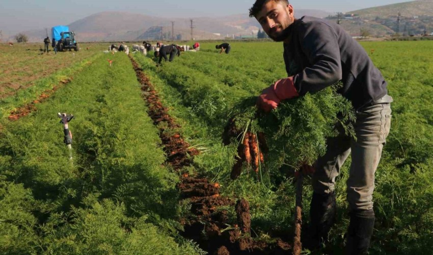 Enkaz kentte zorlu hasat: Havuç tarlada 5 TL’den Türkiye’nin dört bir yanına satılıyor