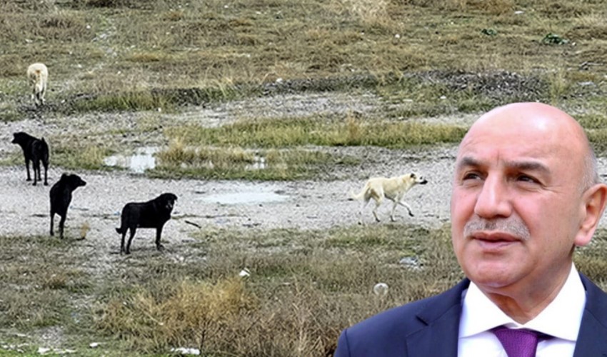 AKP’li Keçiören Belediye Başkanı sokak köpeği saldırısında topu bakanlıklara attı: Bildirdik, cevap alamadık