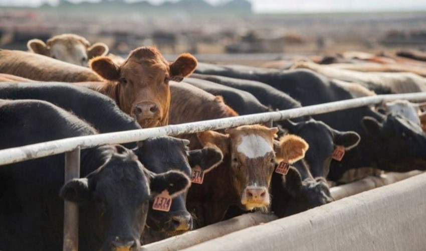 Tarım ve Orman Bakanlığı, 600 bin baş sığır ithal edecek
