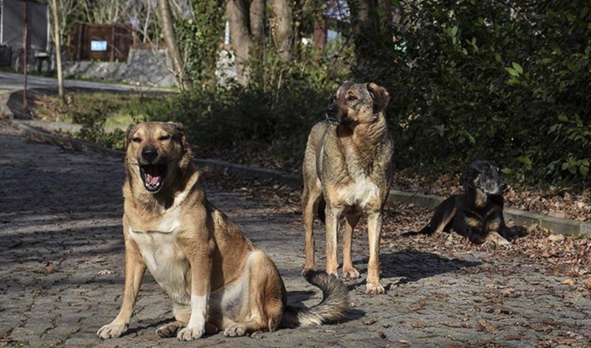 İtalya'da sokakta dışkılayan köpeklerin DNA'sı toplanacak