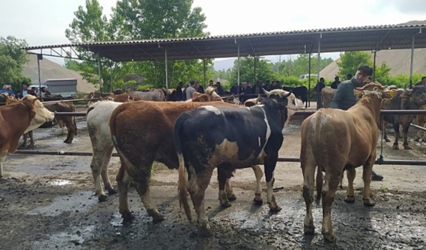 Sospetta febbre aftosa a Tokat: mercato del bestiame chiuso a tempo indeterminato