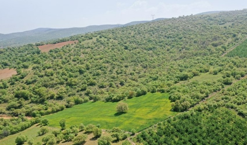 Yağma kararı Resmi Gazete'de: Yapılaşmaya uygun araziler orman dışına çıkarıldı
