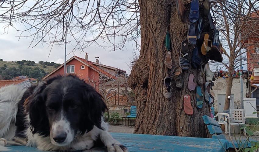 'Hırsız' köpek Kırpık, turistlerin maskotu oldu: 'Ayakkabı ağacı' gülümsetti