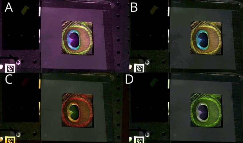 La fotocamera che mostra come gli animali vedono i colori con una precisione del 92%