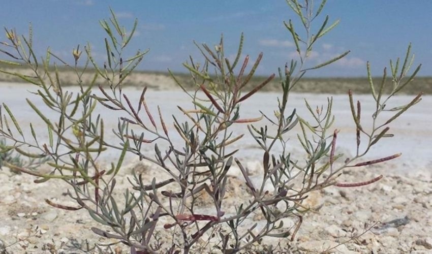 Una pianta che cresce nel Lago Tuz sarà testata nello spazio