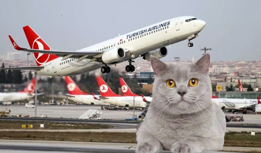 THY uçağında 'kaçak kedi' alarmı: Pilot, piste geri dönmek zorunda kaldı