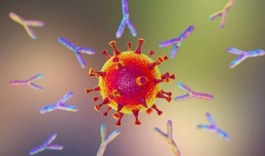 Prodotto un anticorpo per il farmaco contro il coronavirus