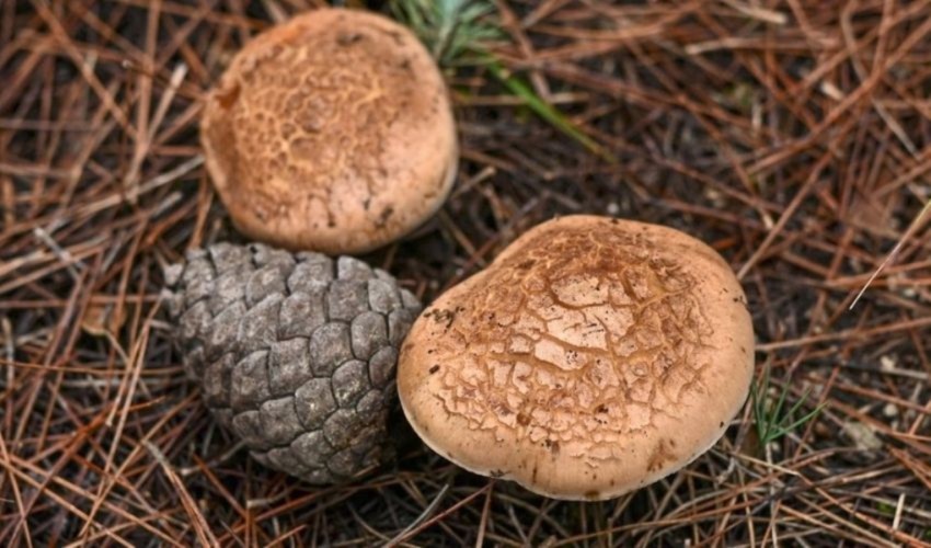 Falsi miti sui funghi che crescono in natura