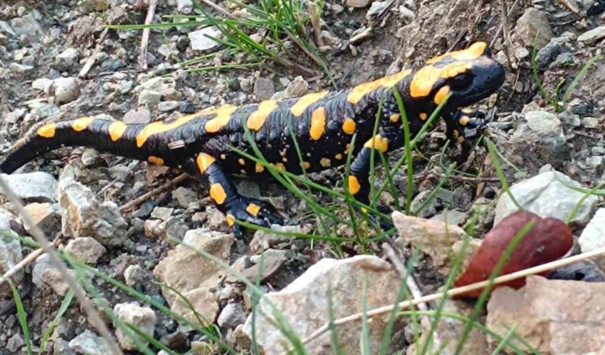 Görenler hayran kaldı! Adıyaman'da Türk semenderi olarak bilinen sarı benekli semender görüldü