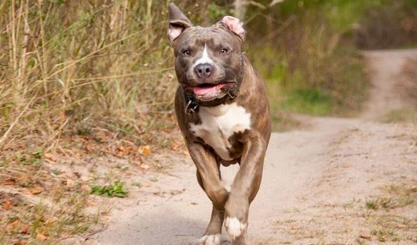 Pitbull cinsi köpeği tasmasız gezdiren şahsa para cezası