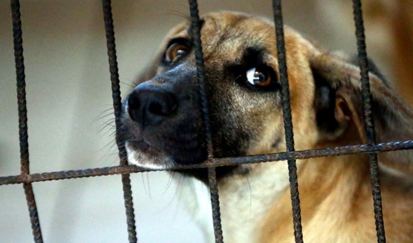 La Corea del Sud ha approvato la legge: vietato il commercio di carne di cane