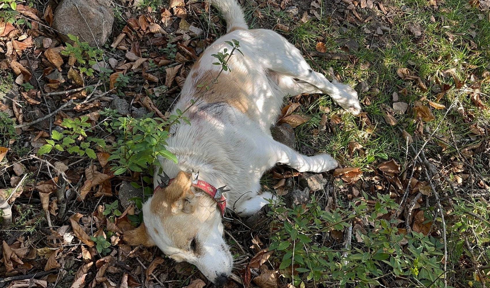 Accoltella i 3 cani del vicino mentre pascola il bestiame
