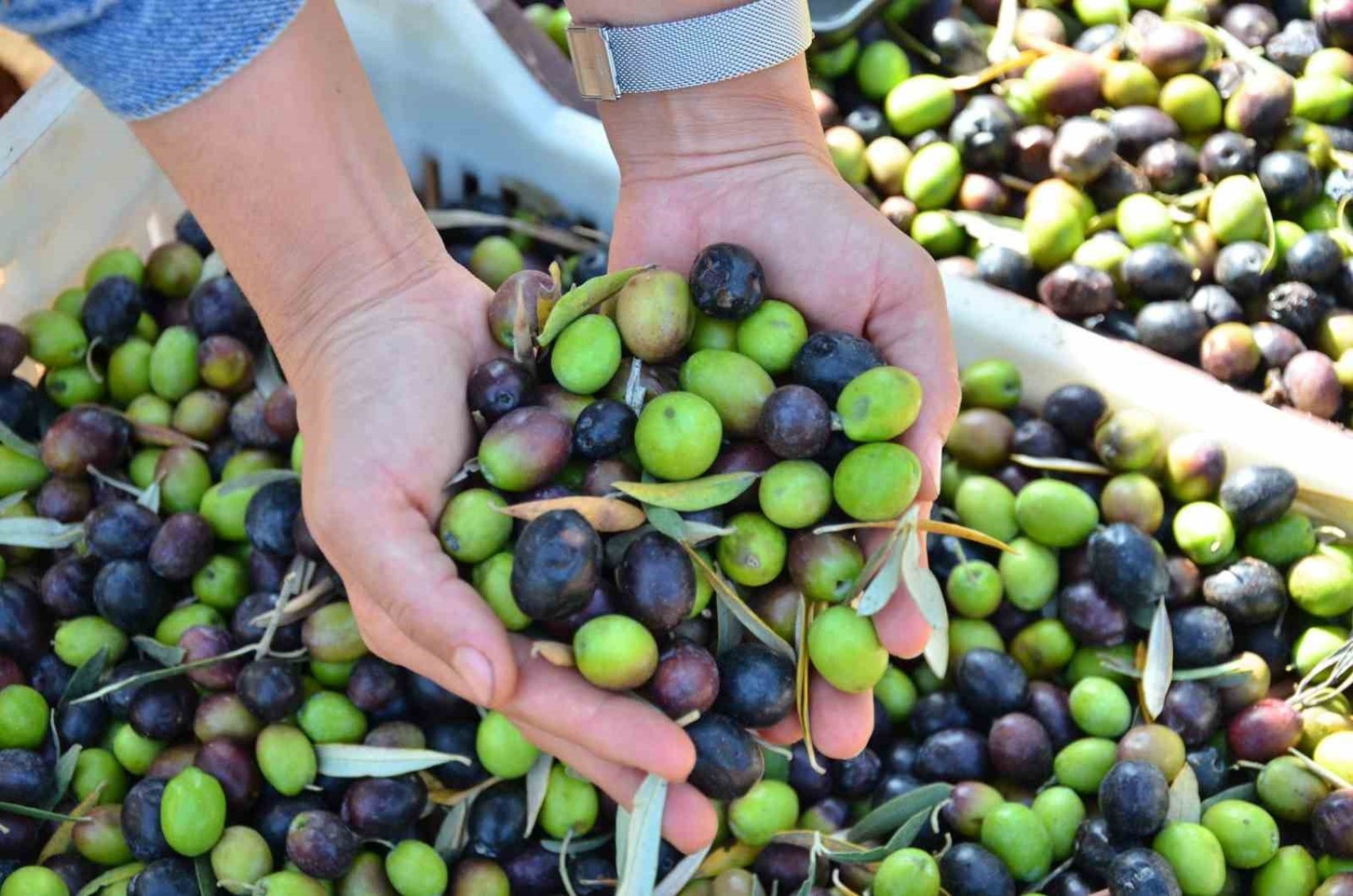 Olio di semi mescolato all'olio d'oliva in 21 marchi: l'azienda che spicca nella lista delle contraffazioni