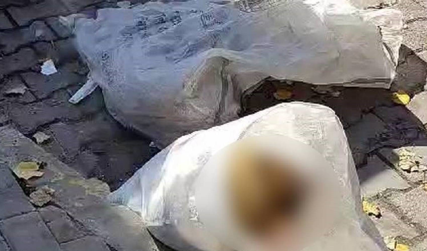 La legge sul massacro scende in strada: cuccioli di cane trovati morti in un sacco