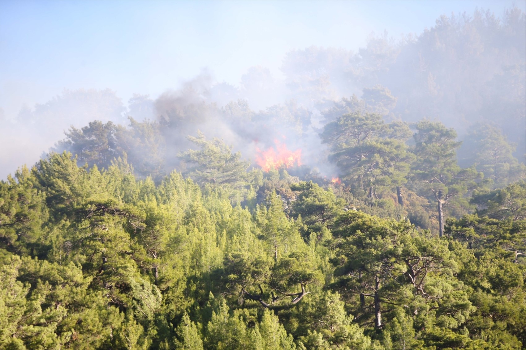 Muğla'da orman yangını! Müdahale devam ediyor