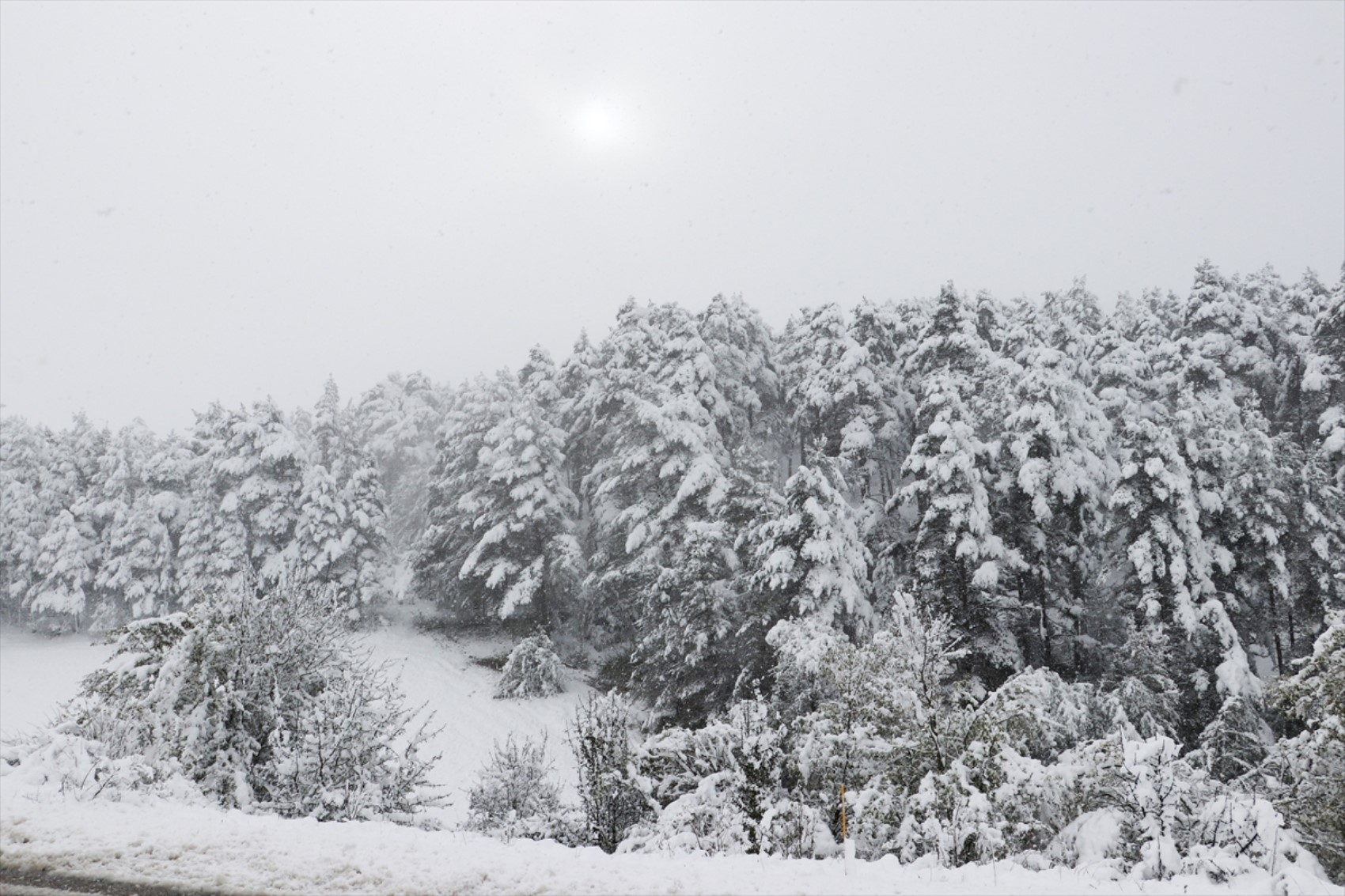 È caduta la prima neve dell'anno... Tutto si è tinto di bianco!