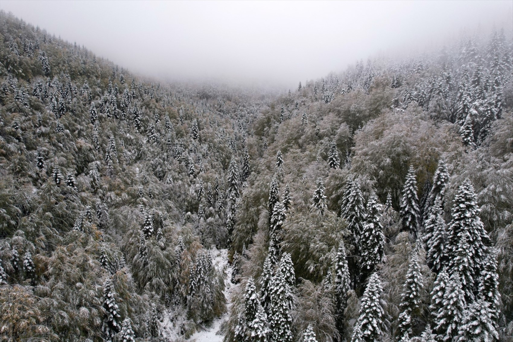 È caduta la prima neve dell'anno... Tutto si è tinto di bianco!