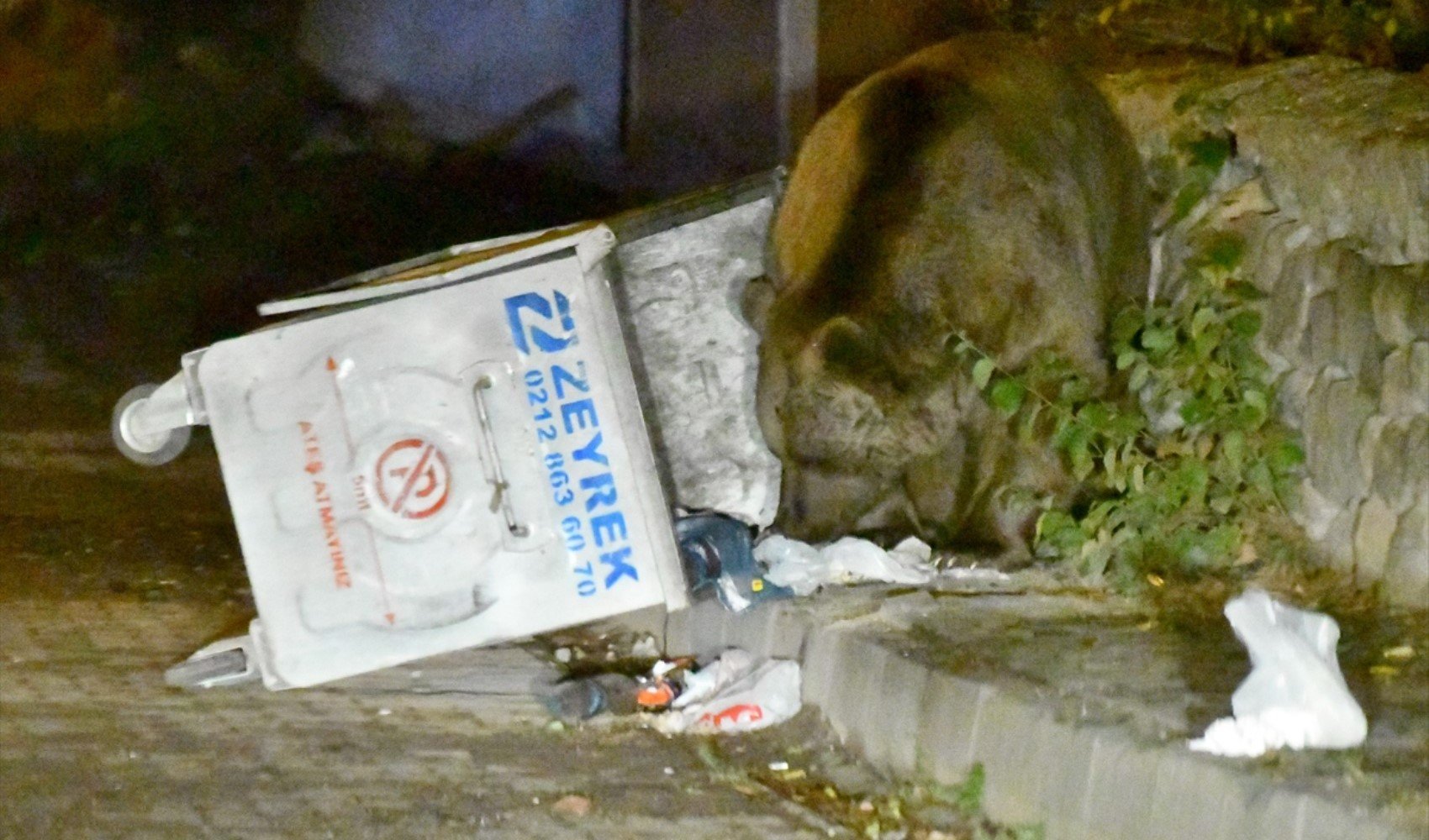 Bozayılar Sarıkamış'ta bahçelere ve kümeslere dadandı