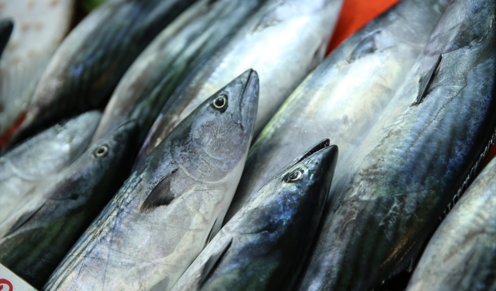 Il palamito fa sorridere i pescatori del Mar Nero
