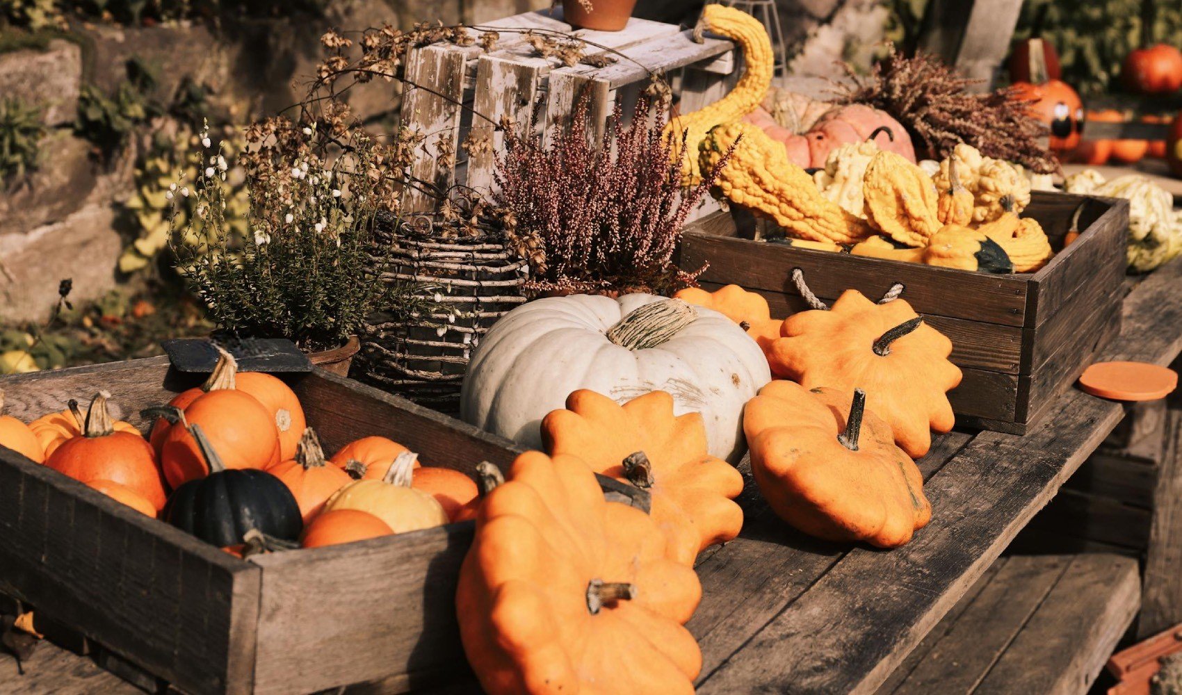 Cadılar Bayramı (Halloween) nedir? Neden kutlanır?