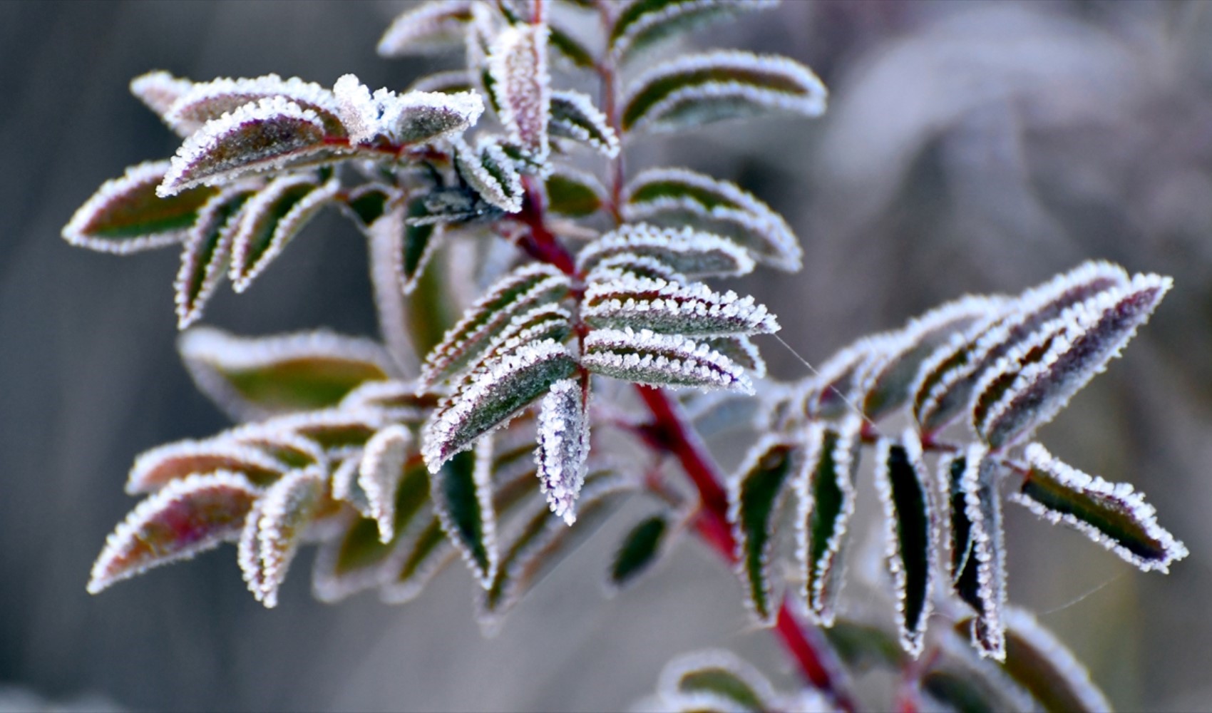 Il freddo colpisce Kars