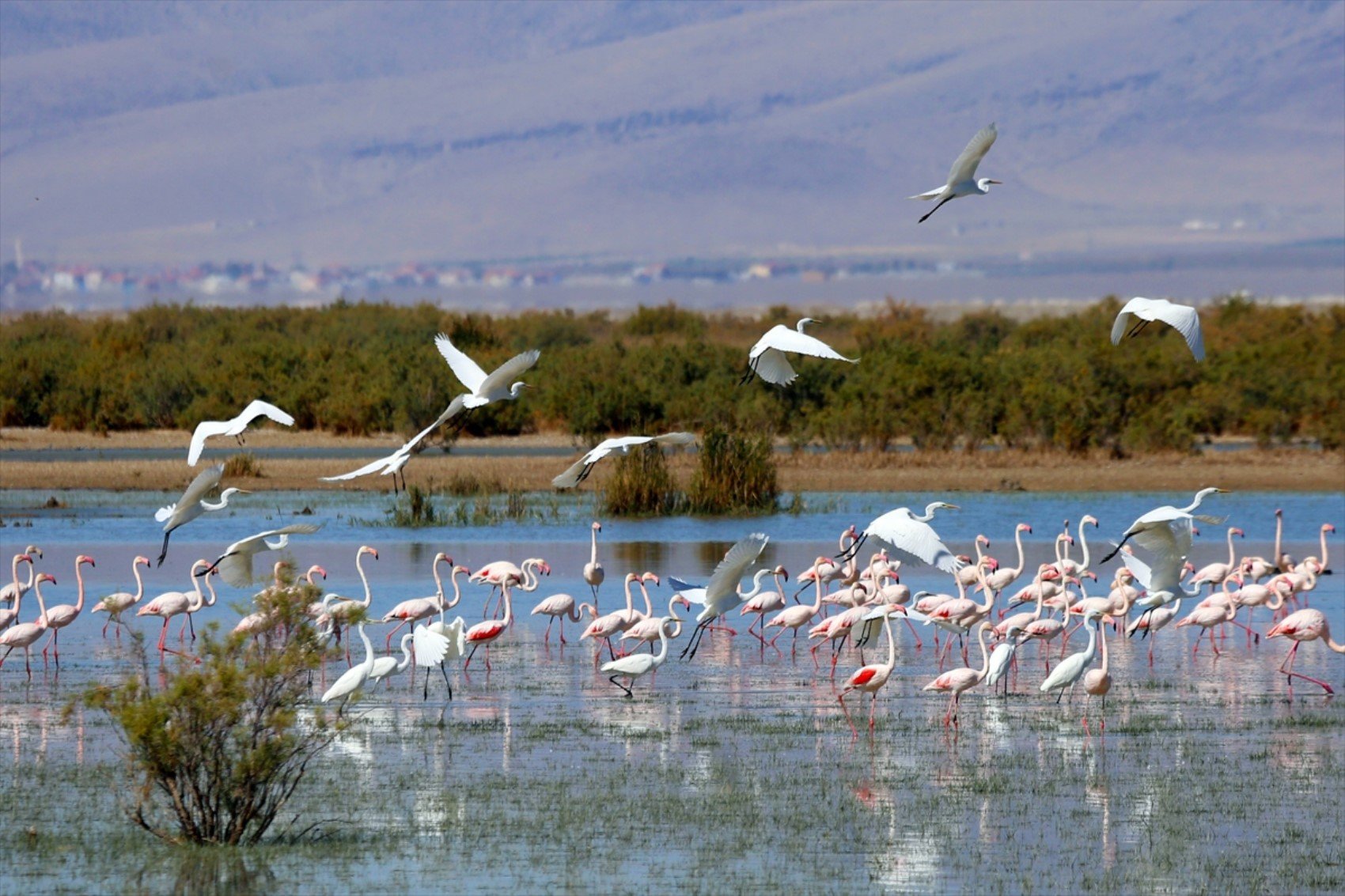 Yavru flamingolar göç yolculuğuna hazırlanıyor