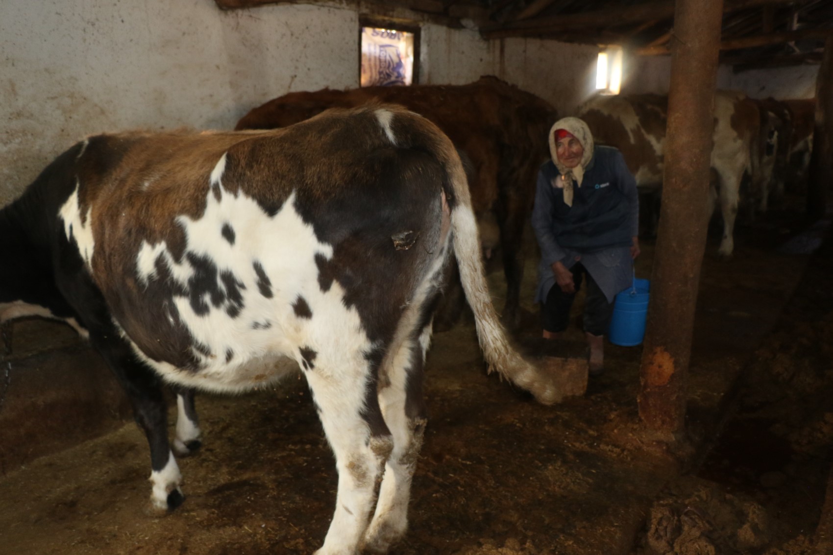 79 yaşındaki Dilber ninenin inanılmaz hayat mücadelesi: 'Görenler maşallah diyor'