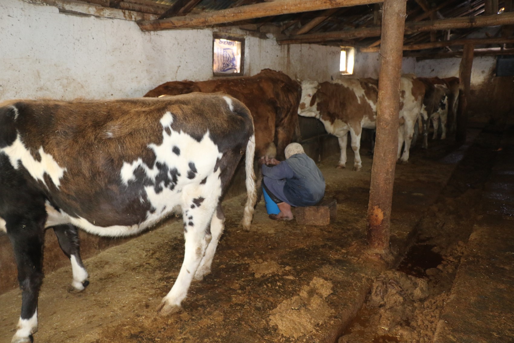 79 yaşındaki Dilber ninenin inanılmaz hayat mücadelesi: 'Görenler maşallah diyor'