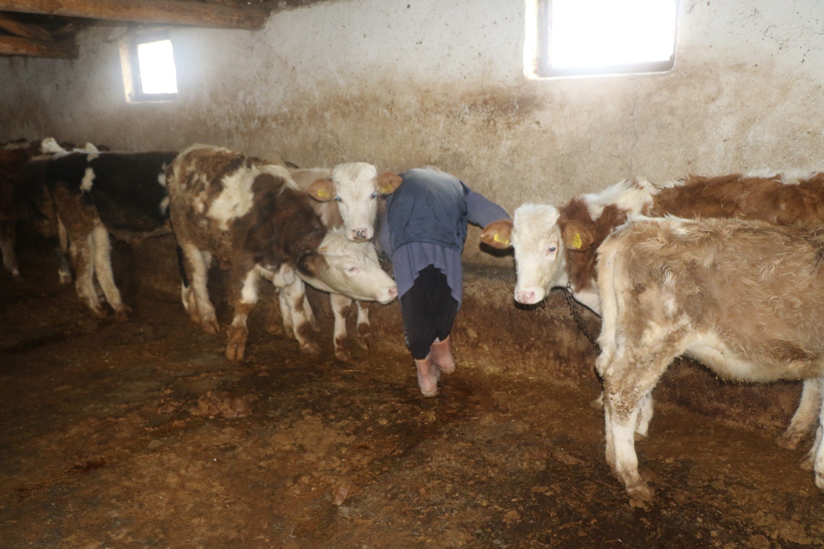 79 yaşındaki Dilber ninenin inanılmaz hayat mücadelesi: 'Görenler maşallah diyor'