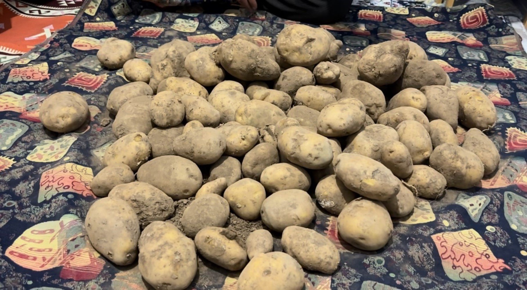 Patates diye aldı 'ördek' çıktı!