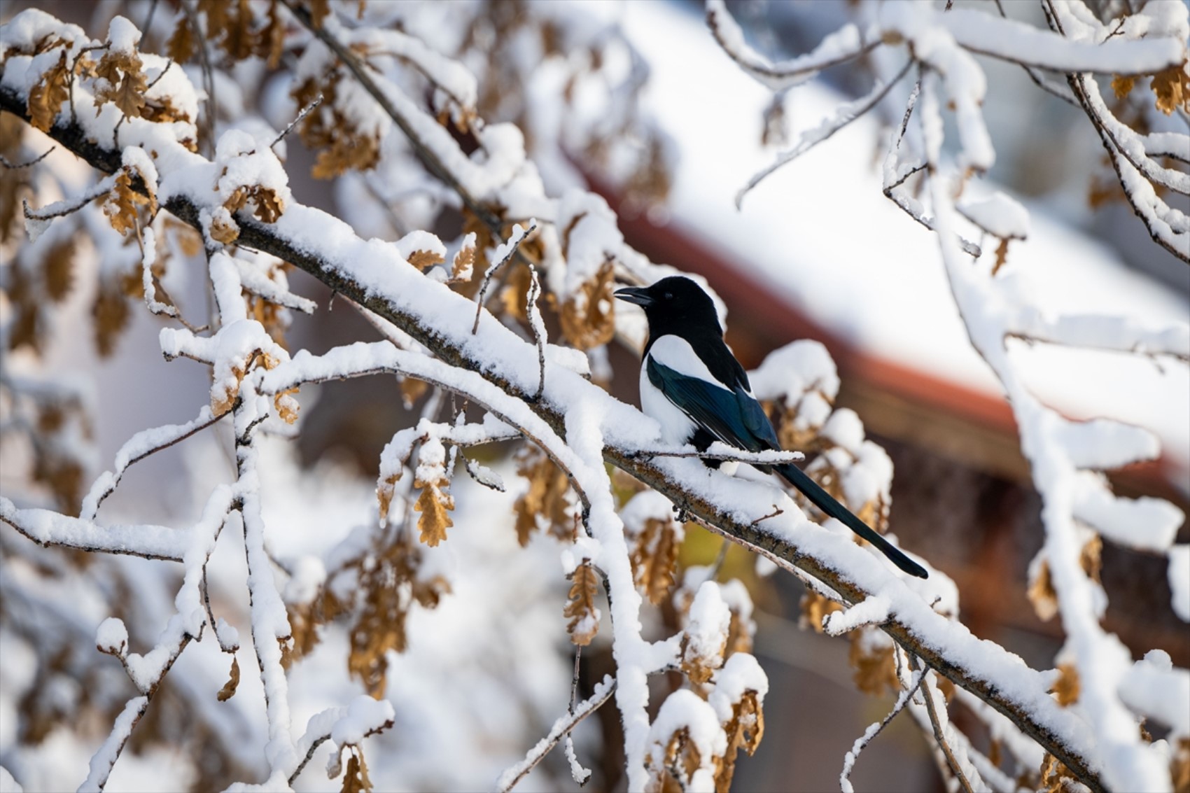 Her yer beyaza büründü: Yurttan kar manzaraları