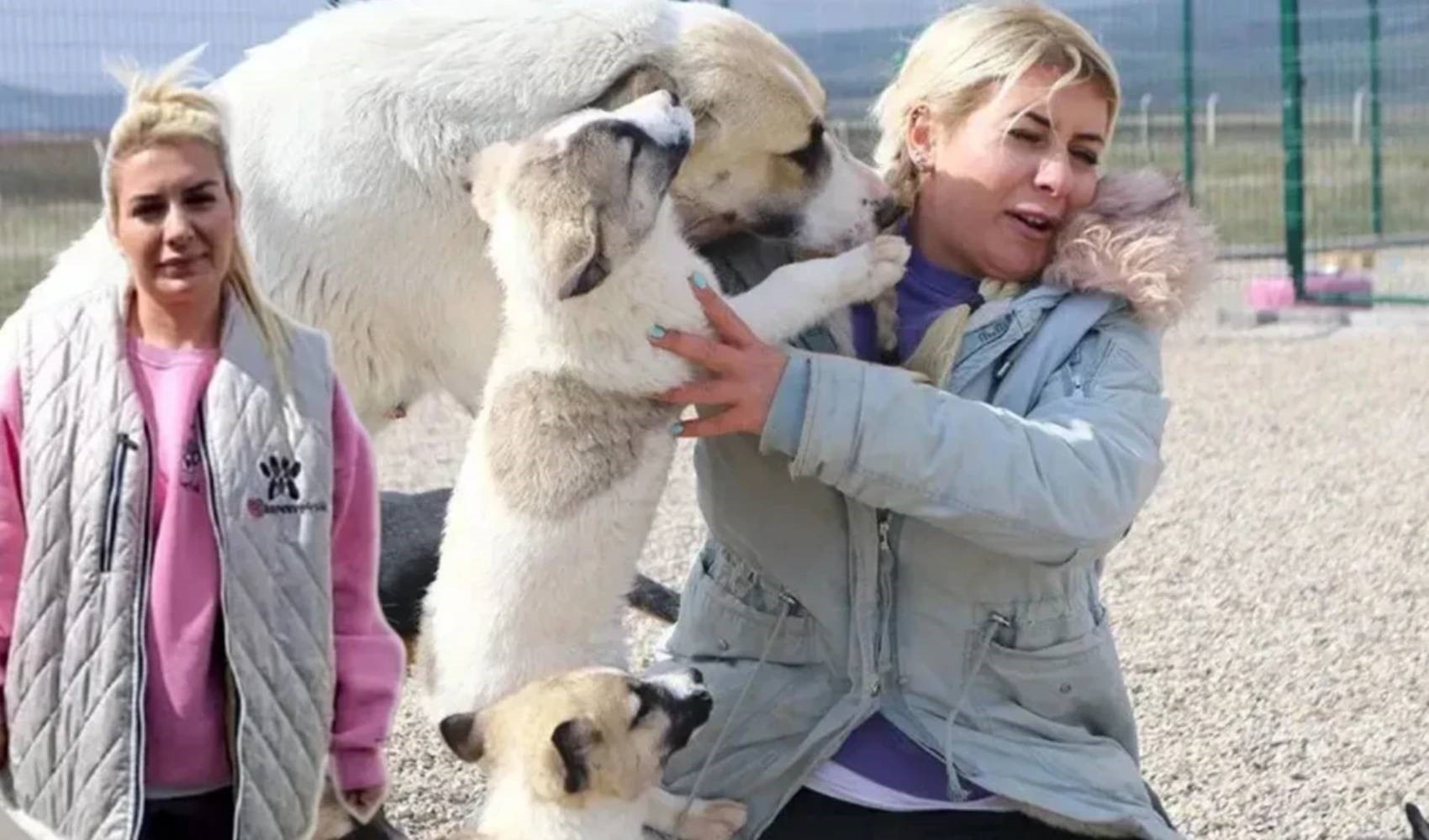 Bunlar da köpek dolandırıcısı: Hayvanseverlik maskesi altında vurgun!