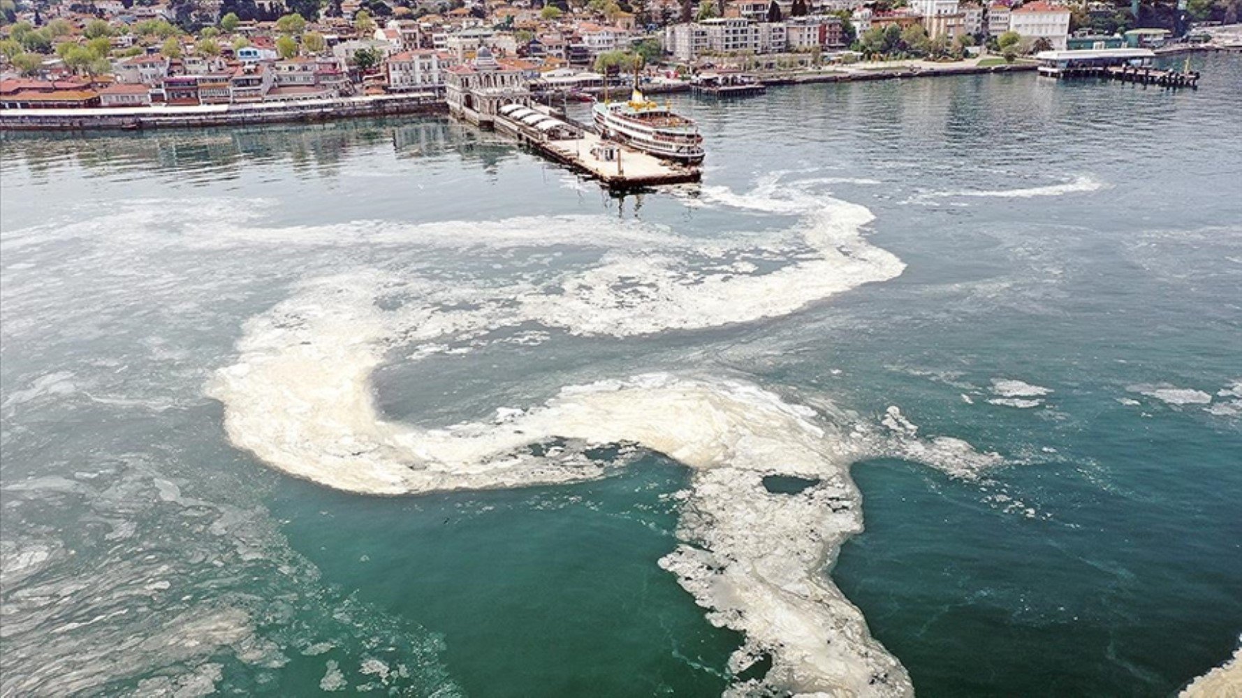 Marmara Denizi'nde artan denizanası popülasyonu müsilaj riskini yükseltiyor