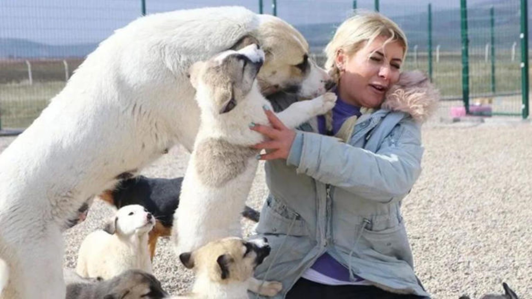 Köpek velisinin topladığı paralarla neler yaptığı ortaya çıktı