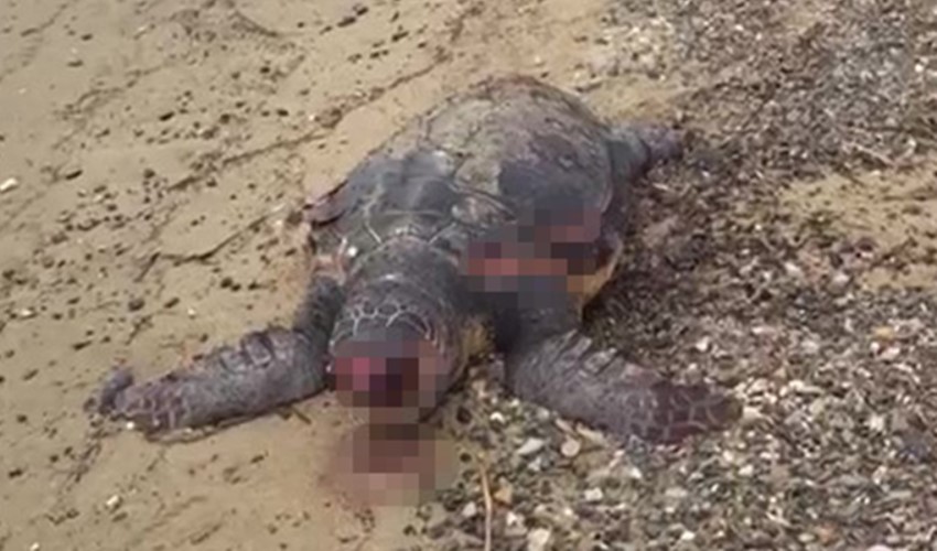 Una Caretta Caretta di circa 100 anni si è spiaggiata ad Ayvalık
